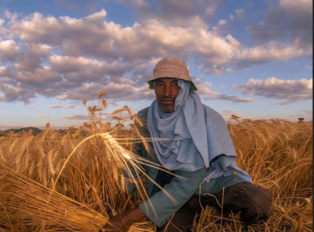 Wheat self-sufficiency: How Ethiopia's 'risk' paid off